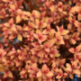 Spirea – Rainbow Fizz – #2 Container